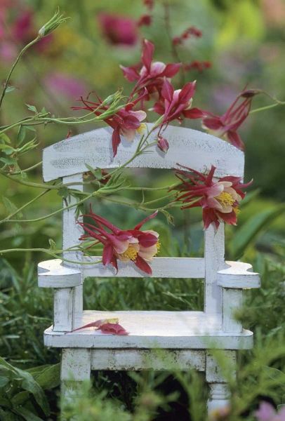 Columbine and chair in garden